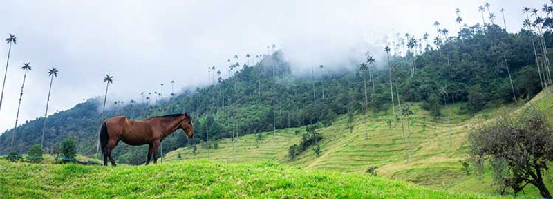 Randonnée Pédestre dans la Vallée du Cocora et découverte de l'artisanat local