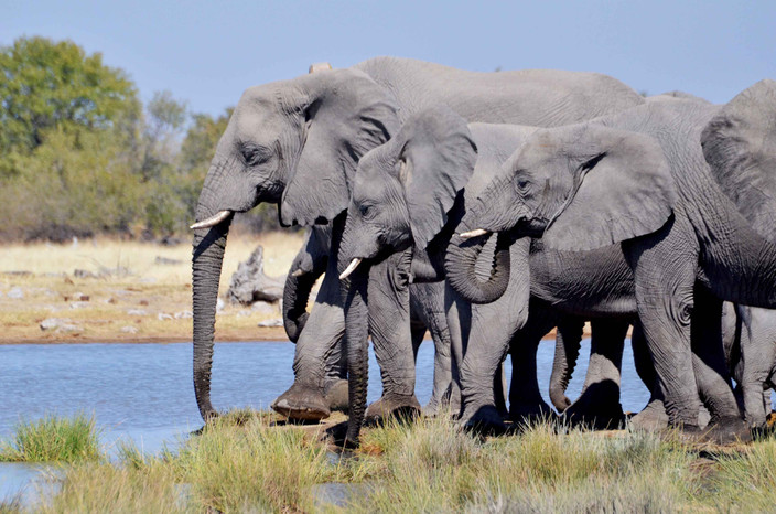 Etosha Sud