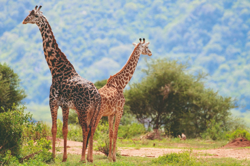 Vues du parc national du lac Manyara
