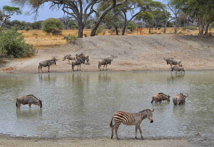 Parc national du Lac Manyara