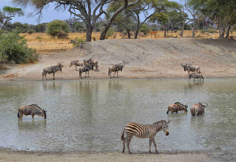 Parc national du Lac Manyara