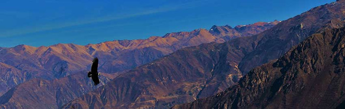 Observation de condors dans le canyon de Colca