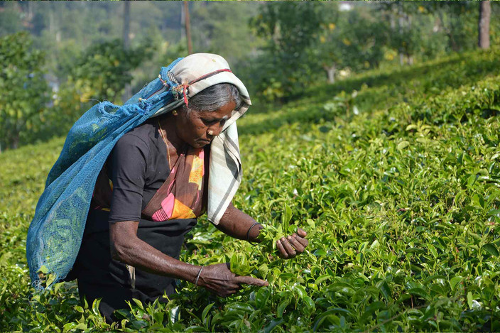 Autour d'Ella et défi Tuk tuk dans les plantations de thé