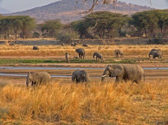 Parc national du Serengeti