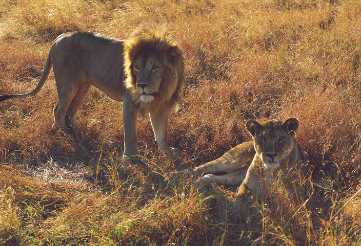 Safari - Parc national de Serengeti