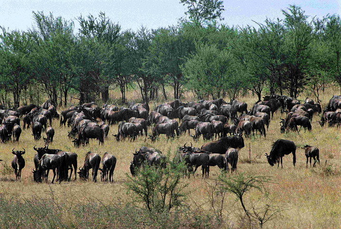 Profitez du safari dans le parc national de Seronera et du centre du Serengeti