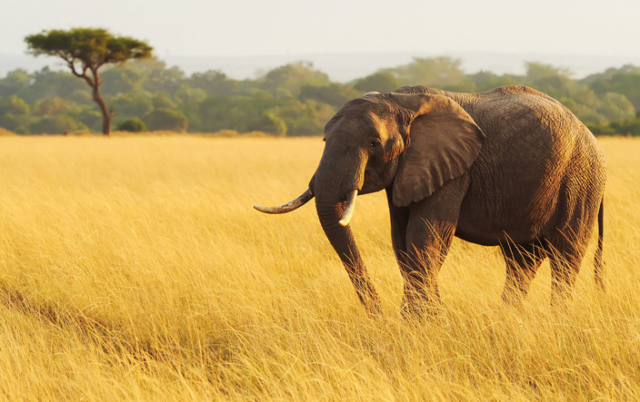 Réserve nationale du Masai Mara, retour à Nairobi