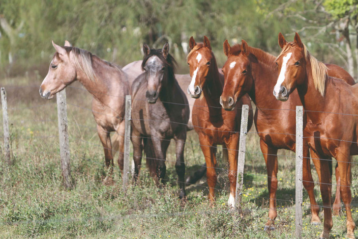 Estancia Ombu de Areco - Buenos Aires