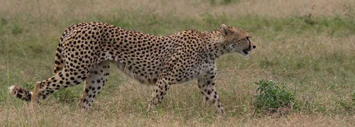 Zone de Ndutu - Serengeti central après la migration
