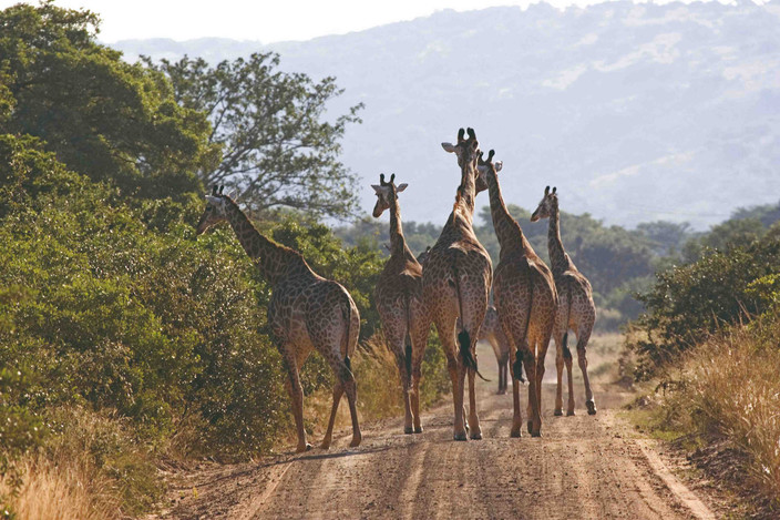 À la recherche des Big Five puis en route pour Cape Twon
