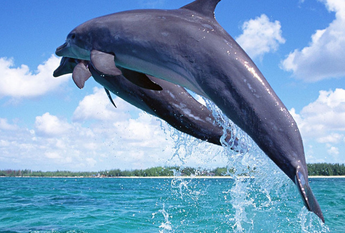 Diani – Marine Adventures