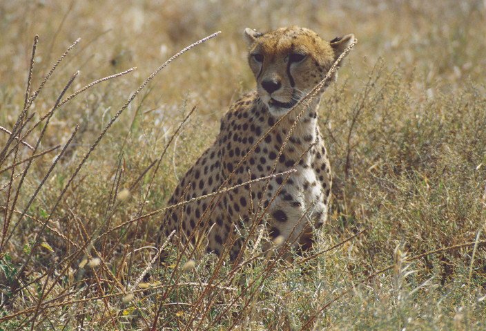 Parc national du Serengeti - Marche sur le bord du cratère du Ngorongoro