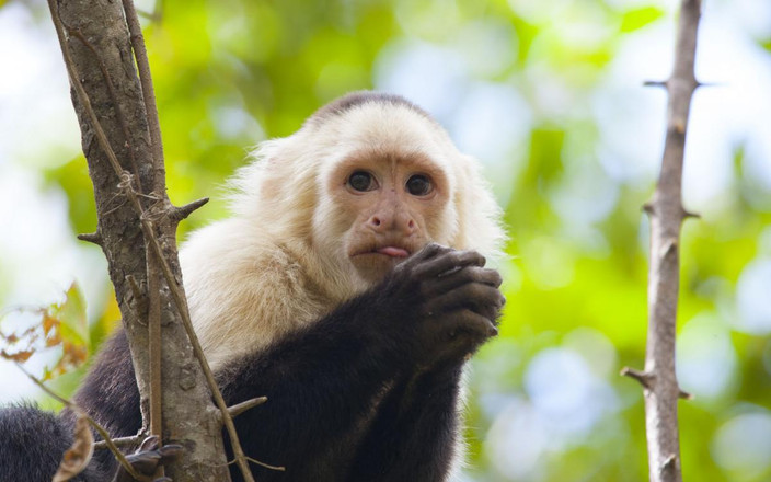 Vers Manuel Antonio et Uvita