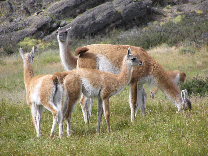 PARC NATIONAL TORRES DEL PAINE