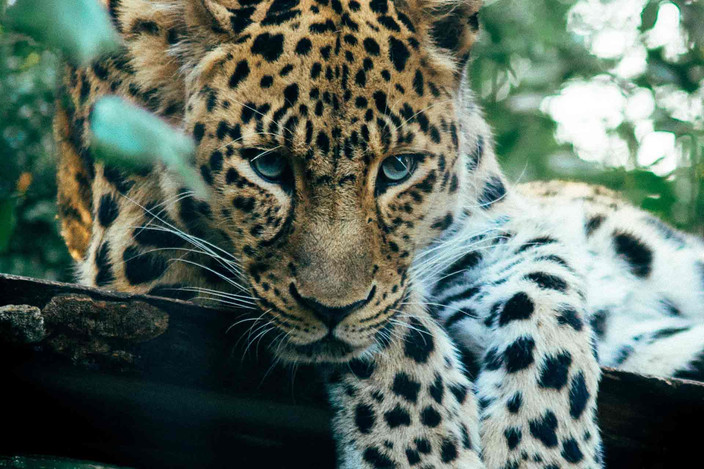 Yala et Talalla (2h)