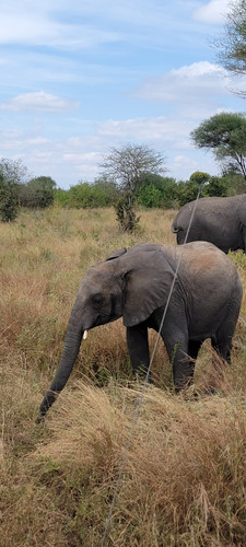 Parque Nacional Tarangire