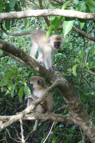 Randonnée dans les chutes d'eau et randonnée l'après-midi chez les singes colobes