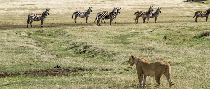 Cratère du Ngorongoro