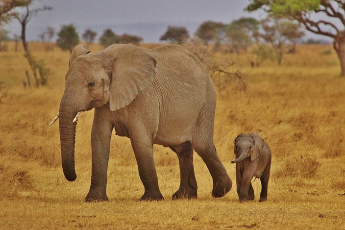 Lac Natron - Parc National de Tarangire