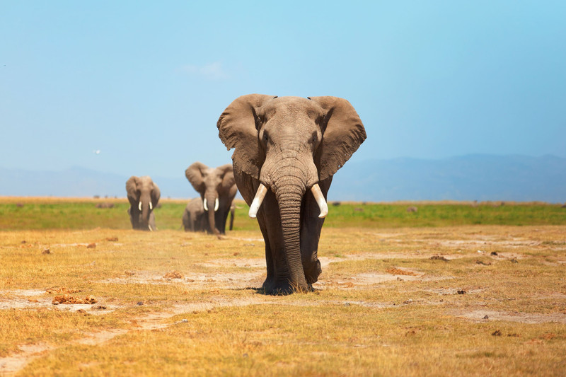 Parc national d'Amboseli