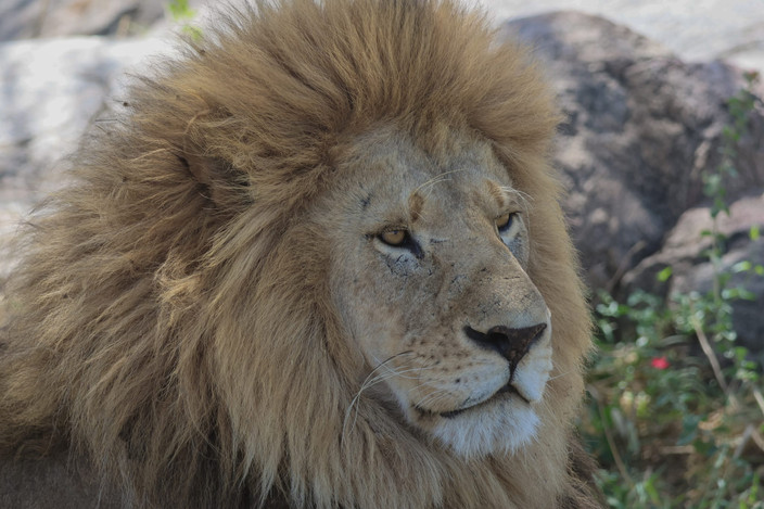 Serengeti NP - Ngorongoro Crater - FB