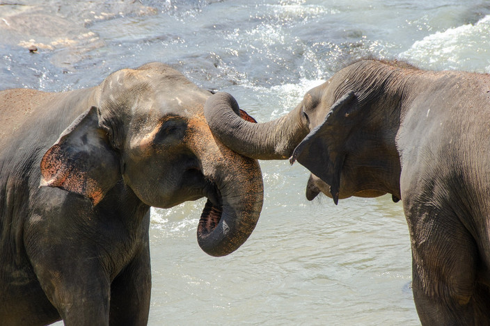 Au contact des éléphants au Millenium Elephant Foundation
