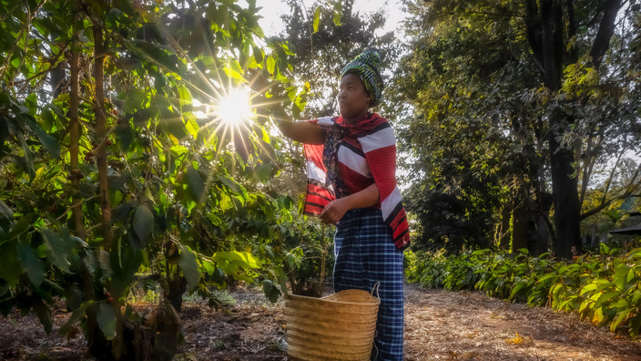 Arusha Coffee tour