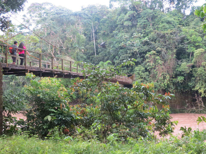 Au cœur de l'Amazonie - réserve Calanoa