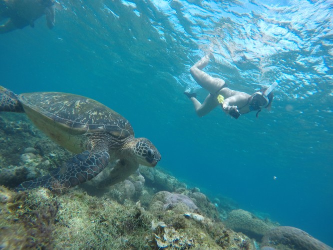Apo Island Meeresschildkröten-Begegnungstour
