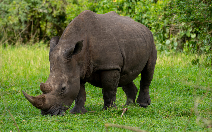 Transfert au parc national de Murchison Falls via Zziwa