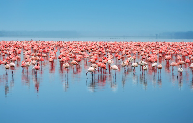 Nairobi - Parc national du lac Nakuru