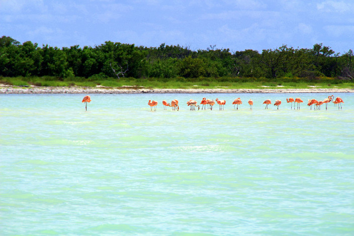 Exploration des mangroves en kayak