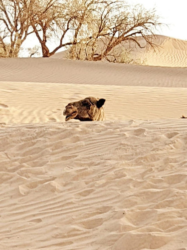 Ras Nkhal - Mhamid - Zagora - Ouarzazate