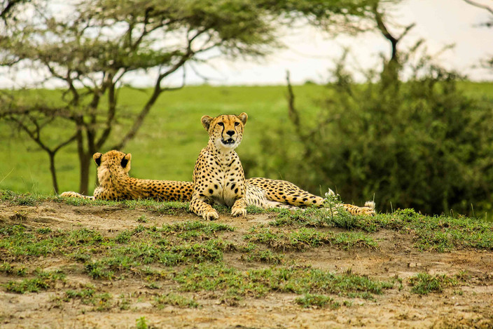 Parc national de Tarangire