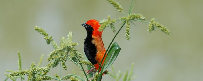 DU SERENGETI AU NGORONGORO