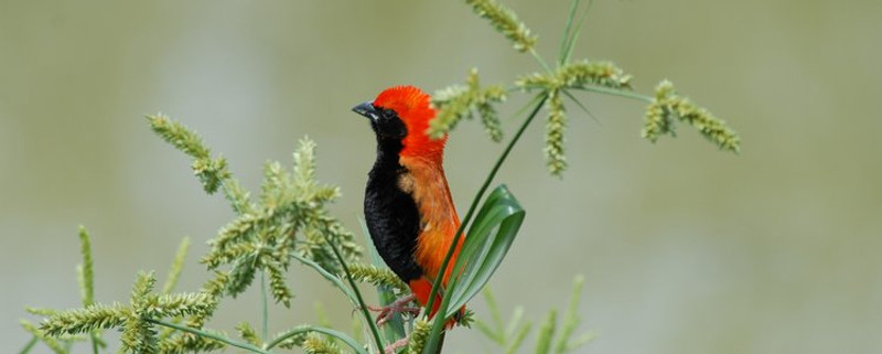 DU SERENGETI AU NGORONGORO