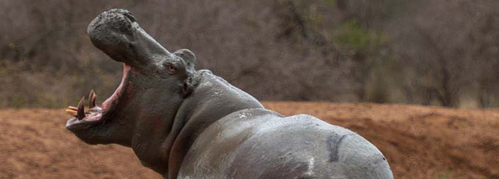 Parc National Kruger - Réserve Privée Klaserie