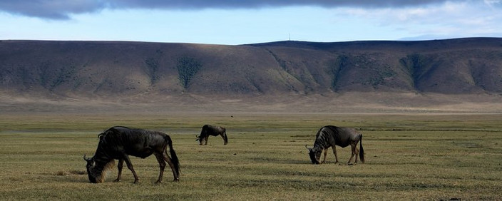 Cratère du Ngorongoro - Parc national du Serengeti