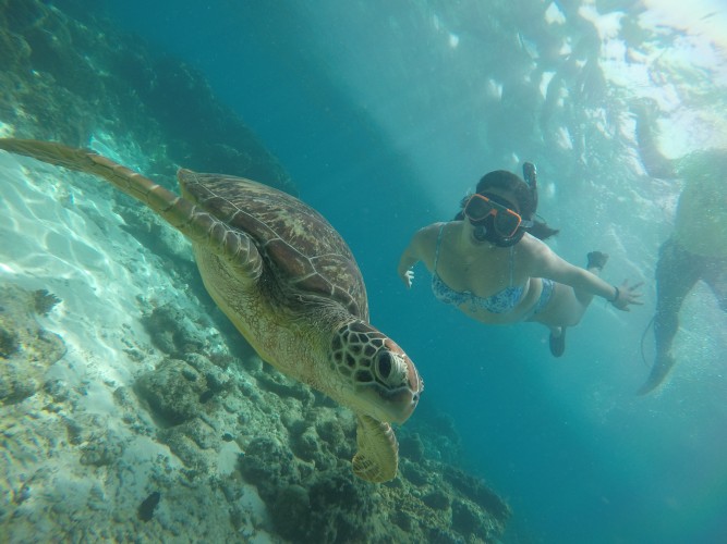 Apo Island Meeresschildkröten-Begegnungstour