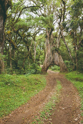 Porte de Machame (1800m) - Refuge de Machame (3000m)