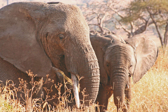 Parc national de Tarangire