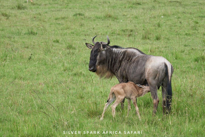 Maasai Mara National Reserve