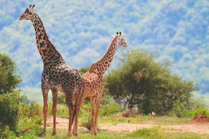 De Arusha au parc national du lac Manyara
