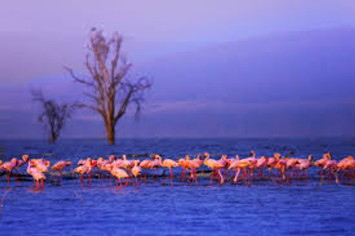 Lake Nakuru – Game Drives & Birdwatching