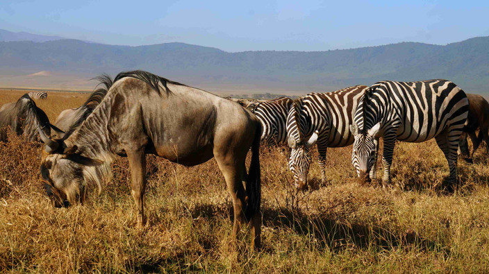 Bienvenue en Tanzanie
