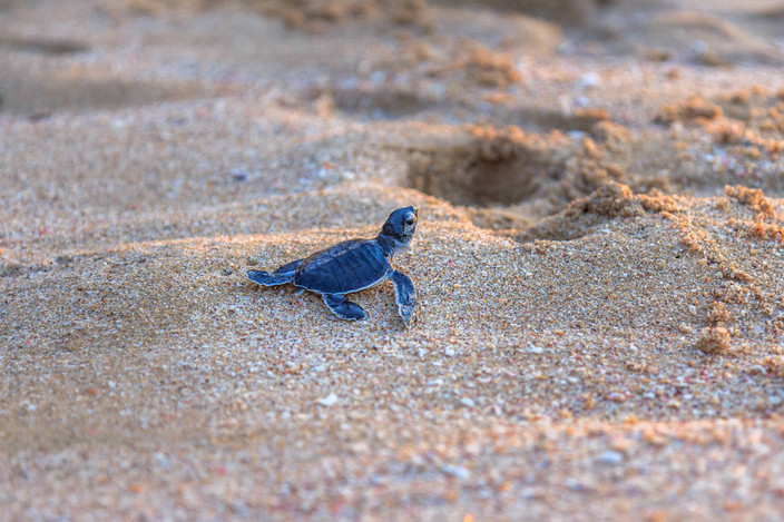 Masirah Island Ras Al Hadd : 331 km