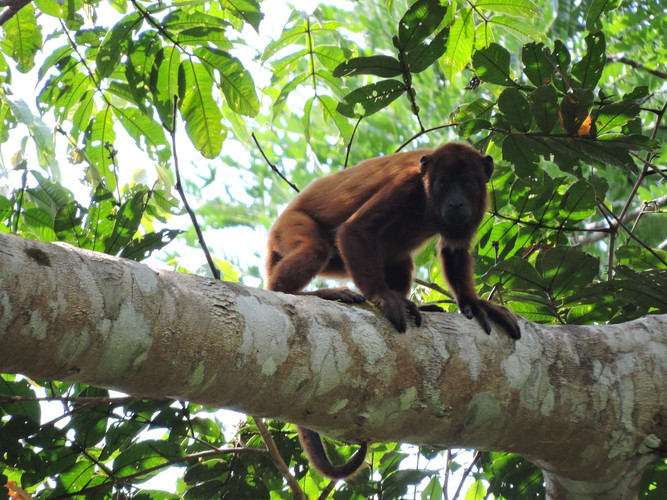Chalalán Ecolodge - Parque Nacional Madidi