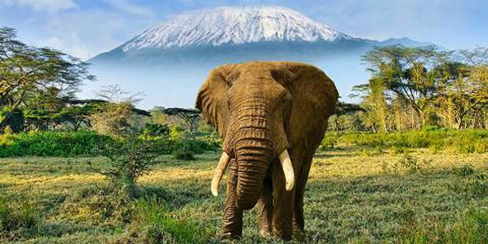 Fly to Amboseli National Park – Majestic Mountain Views