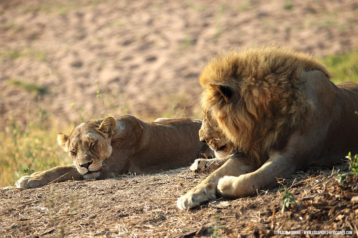 Lionne et lion à Ruaha