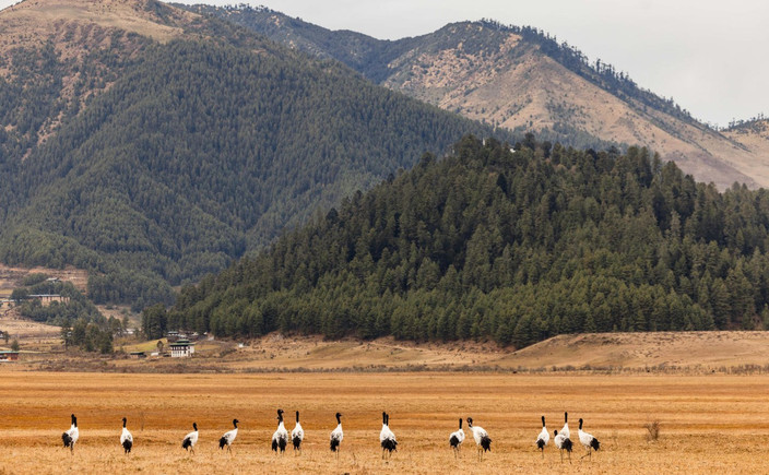 De Punakha à Gangtey (Distance : 73 km, durée estimée du trajet : 2 heures)